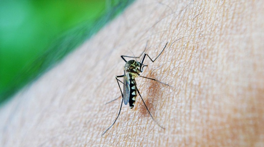 malaria mosquito nicaragua