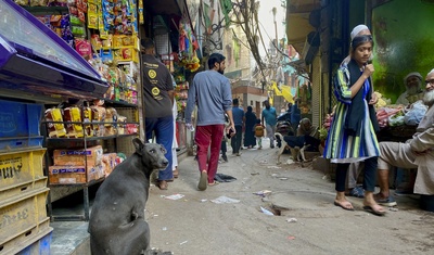 perros callejeros en india