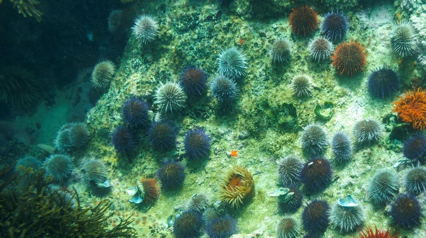 calentamiento de las aguas de los oceanos