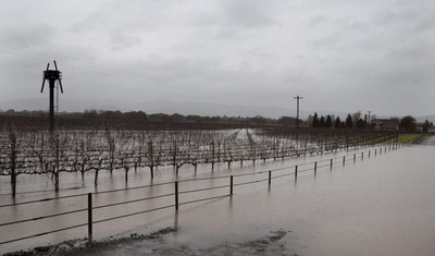 inundación de viñedos california