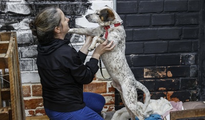 perros rescatados inundaciones brasil