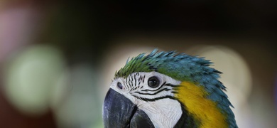 guacamayas en panama