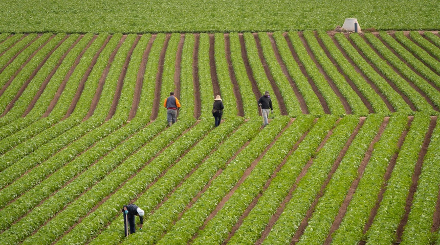 lechugas campo