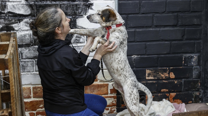 perros rescatados inundaciones brasil