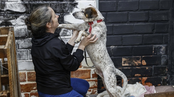 perros rescatados inundaciones brasil