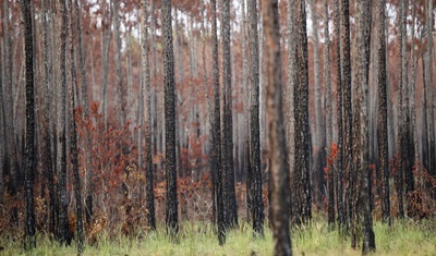 incendios forestales honduras