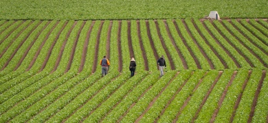 lechugas campo