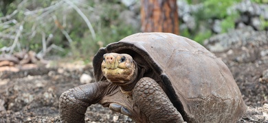 tortuga gigante fernanda