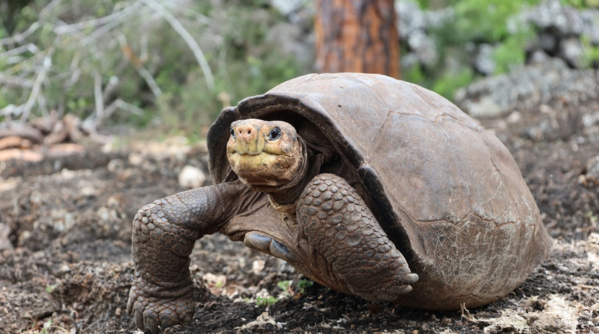 tortuga gigante fernanda