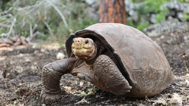 tortuga gigante fernanda