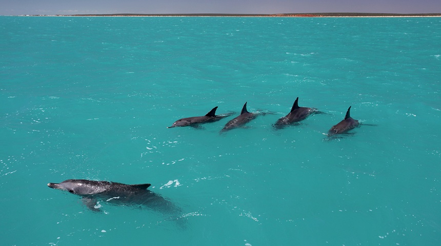 delfines