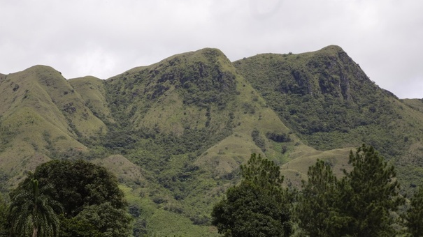 reforestacion en panama