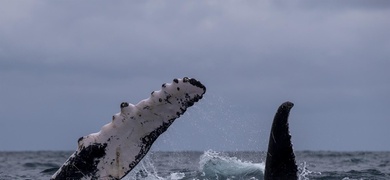 ballenas jorobadas en mar