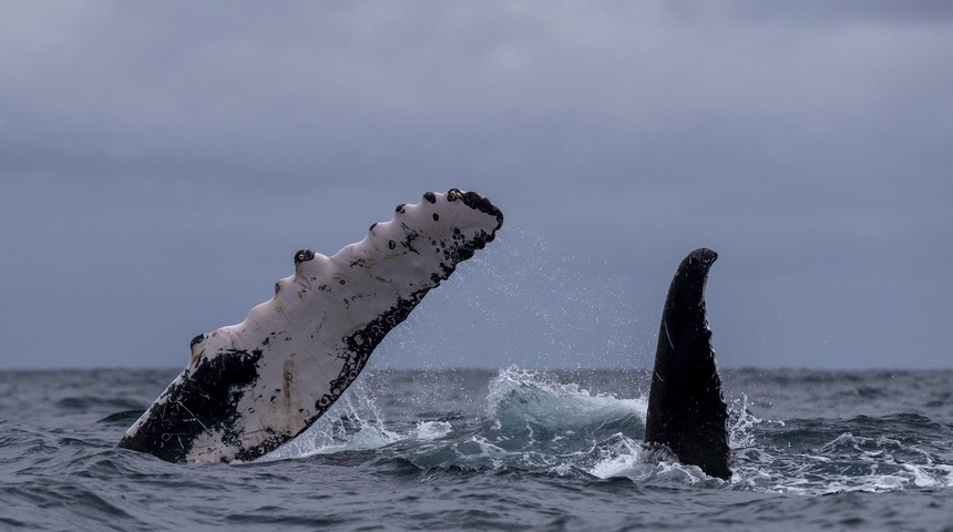 ballenas jorobadas en mar