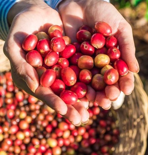 café nicaragüense finca cafetalera matagalpa