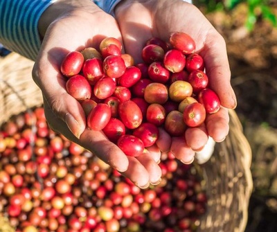 Nicaragua espera producir 3,3 millones de quintales de café en la cosecha 2024-2025