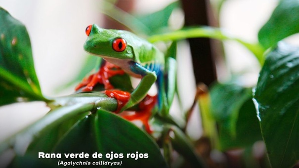 rana verde de ojos rojos animal exótico