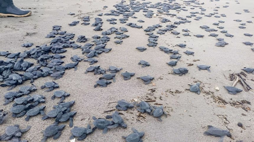 tortugas liberadas refugio río escalante chacocente rivas