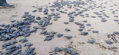 tortugas liberadas refugio río escalante chacocente rivas