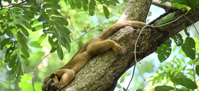 marena nicaragua liberacion fauna