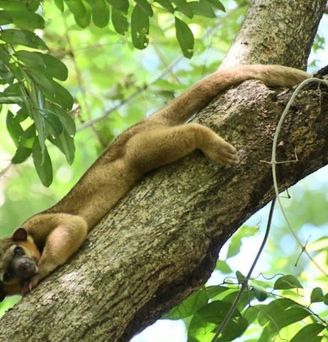 marena nicaragua liberacion fauna