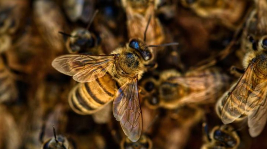 Nueva muerte por picaduras de abejas africanas en Nicaragua, séptima en la última semana