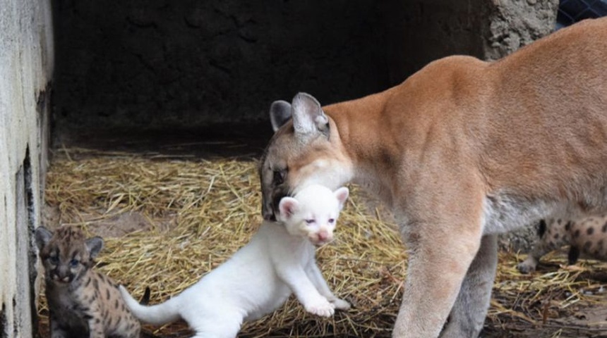 Nace el primer puma albino en Nicaragua, es el cuarto en el mundo