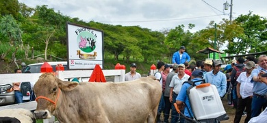 exhiben ganado bovino nicaragua