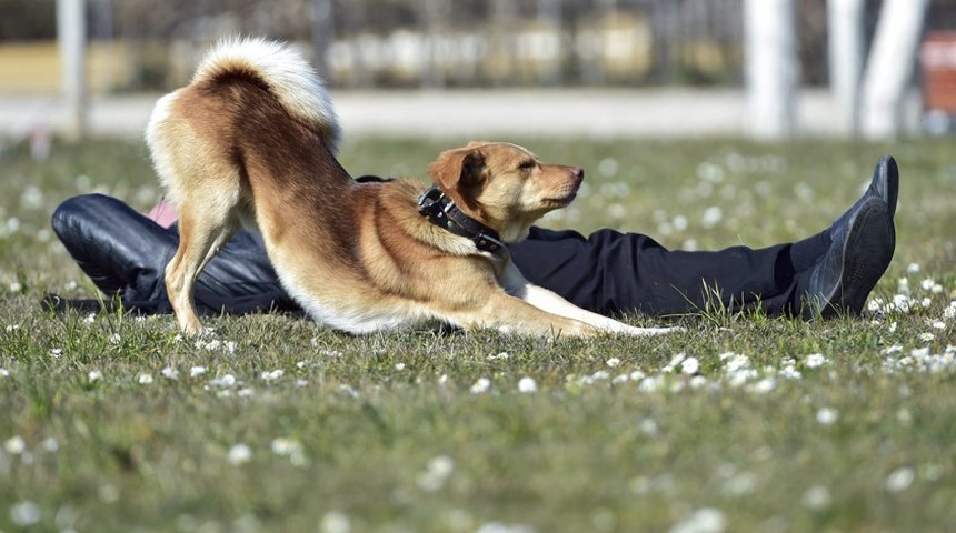 Los humanos hablan más despacio con los perros para mejorar la comprensión