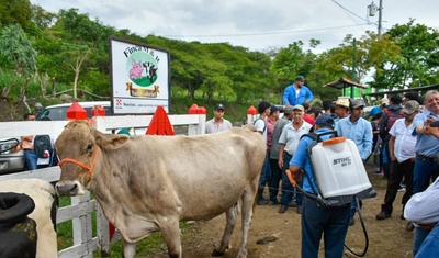 exhiben ganado bovino nicaragua