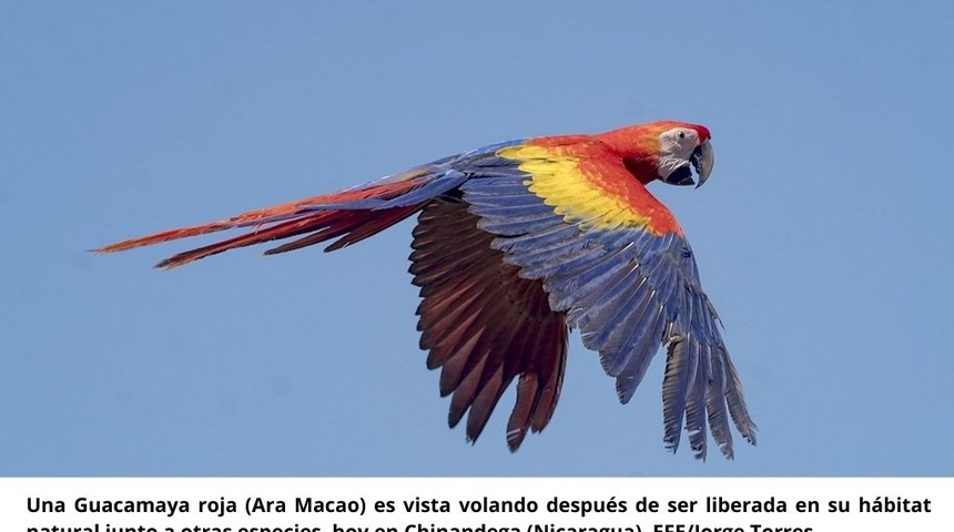 Más de 80 animales son liberados en Nicaragua por el Zoológico Nacional