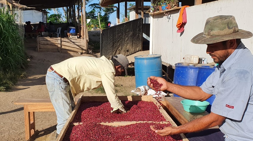 Campesinos exiliados en Costa Rica cosechan frijoles y multiplican crianza de cerdos y gallinas para sobrevivir