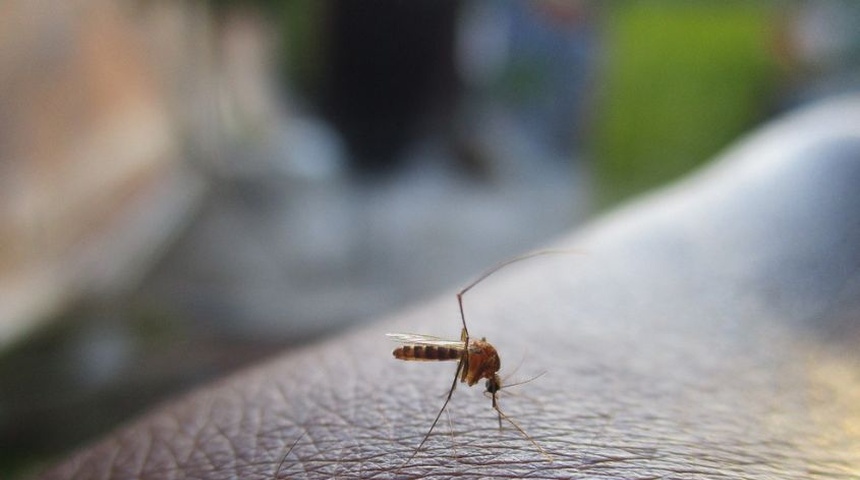 Cómo actuar y qué medicamentos tomar si padece dengue