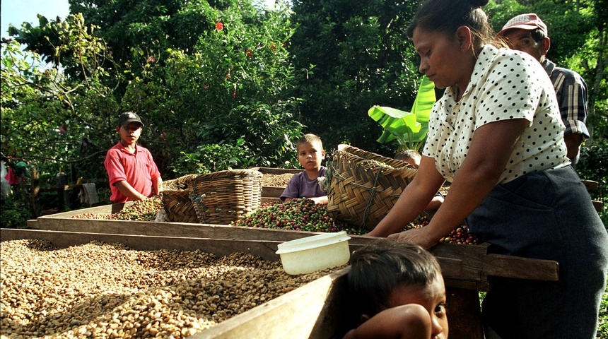 Efecto de la migración en Nicaragua: “siete de cada 10 cortadores de café son mujeres”