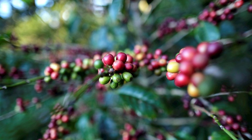 Productores de café centroamericanos avanzan en diversificación productiva