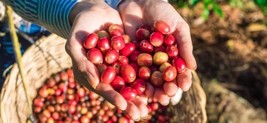 café nicaragüense finca cafetalera matagalpa