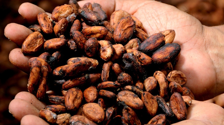 Promueven la producción de cacao en Río San Juan de Nicaragua con fondos de España