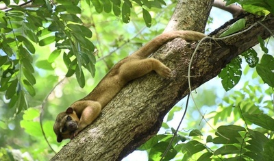 marena nicaragua liberacion fauna