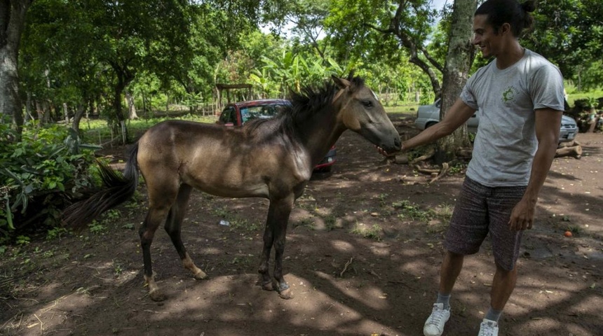 Un refugio donde los caballos explotados de Nicaragua encuentran nueva vida