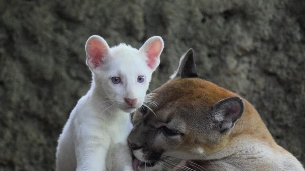 exhibiran puma albino chontales nicaragua