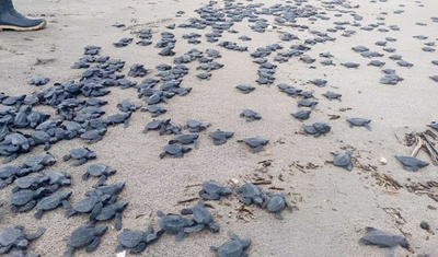 tortugas liberadas refugio río escalante chacocente rivas