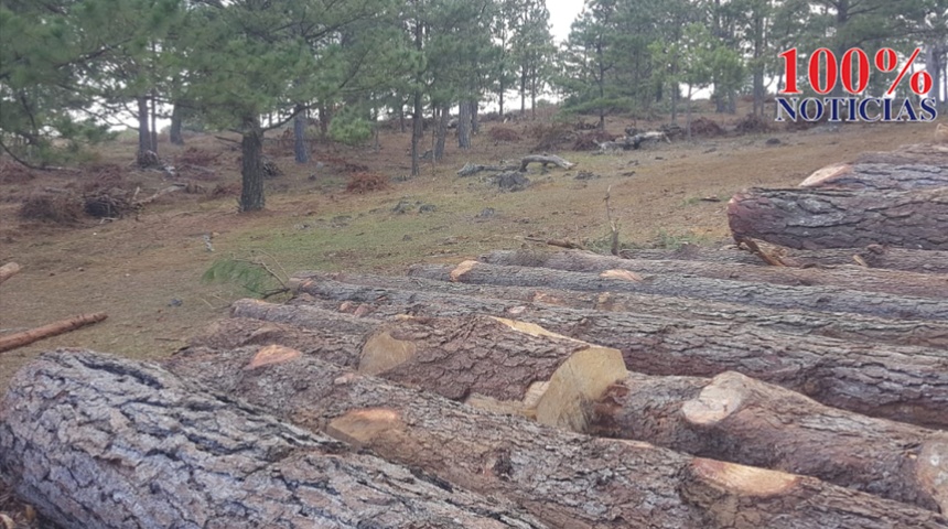 Denuncian despale de bosques de pino y roble en zonas del municipio de Las Sabanas