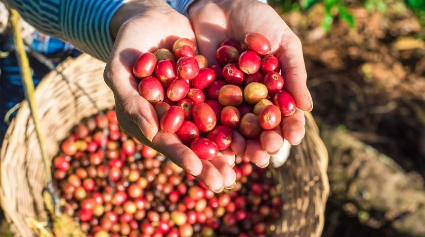 Nicaragua espera producir 3,3 millones de quintales de café en la cosecha 2024-2025