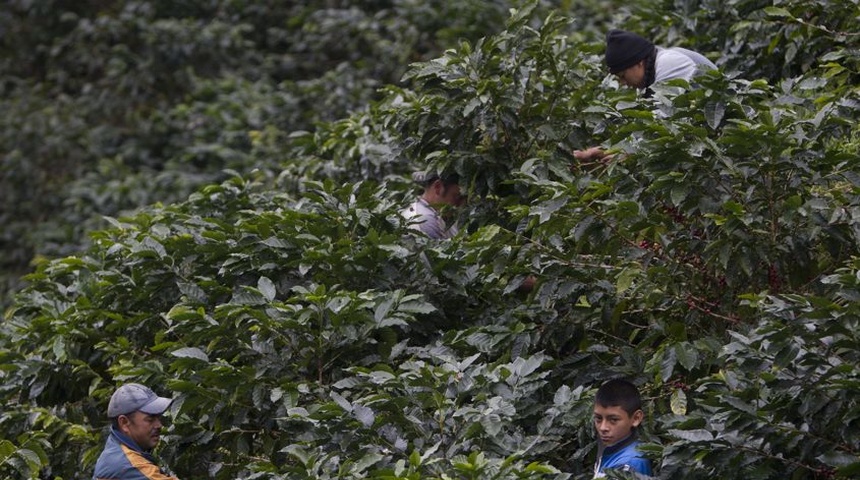 Honduras recibe 1.390 millones de dólares al cierre de la cosecha de café 2022-2023