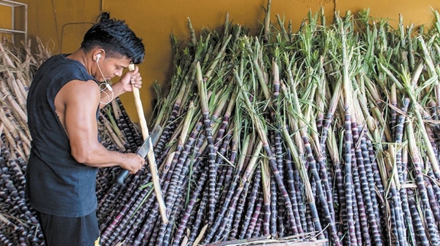 Caña de azúcar con excelente demanda en el mercado Oriental