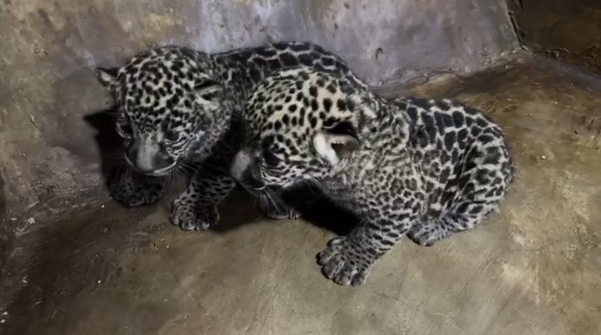 Nacen dos jaguares en el Zoológico Nacional