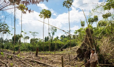 nicaragua se quedara sin bosques advierten