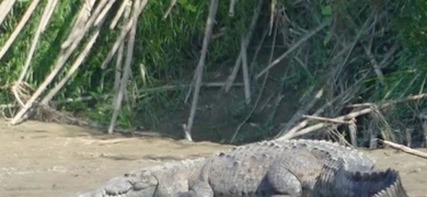 nino nicaraguense cocodrilo costa rica