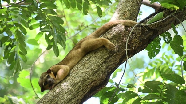 marena nicaragua liberacion fauna