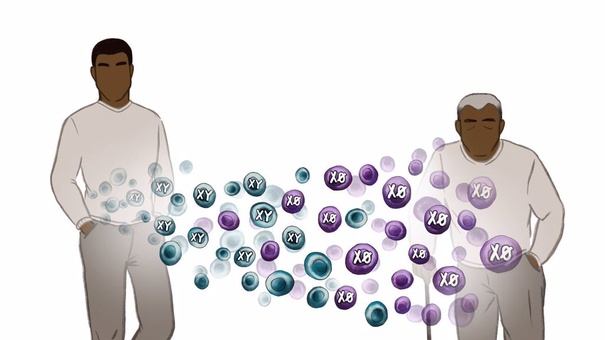 A medida que envejecen, los hombres pierden progresivamente su cromosoma, y eso podría estar pasando factura a su salud, según un estudio publicado en la revista Science.